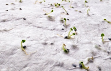 Logotrade promotional giveaway picture of: A4 wildflower seed paper sheet