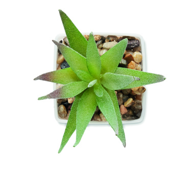 Logo trade promotional merchandise image of: Mini artificial plant