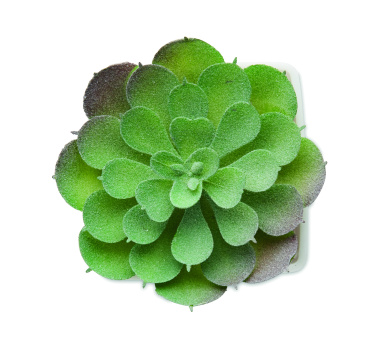 Logo trade business gift photo of: Mini artificial plant