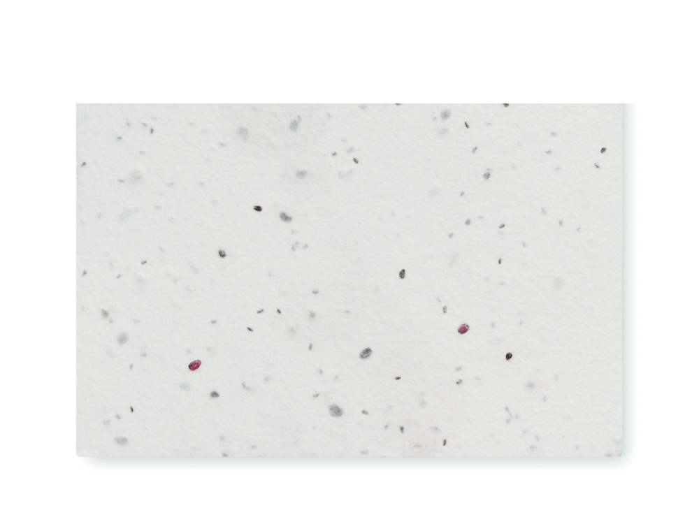 Logotrade promotional merchandise picture of: Wildflower seed business card.