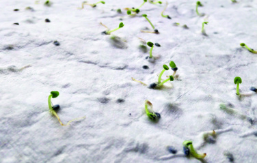 Logotrade corporate gifts photo of: Wildflower seed business card.