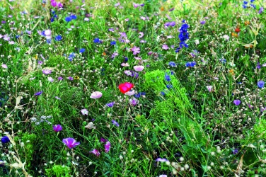 Logo trade reklaamkingitused foto: Lilled segavad ümbrikus seemneid