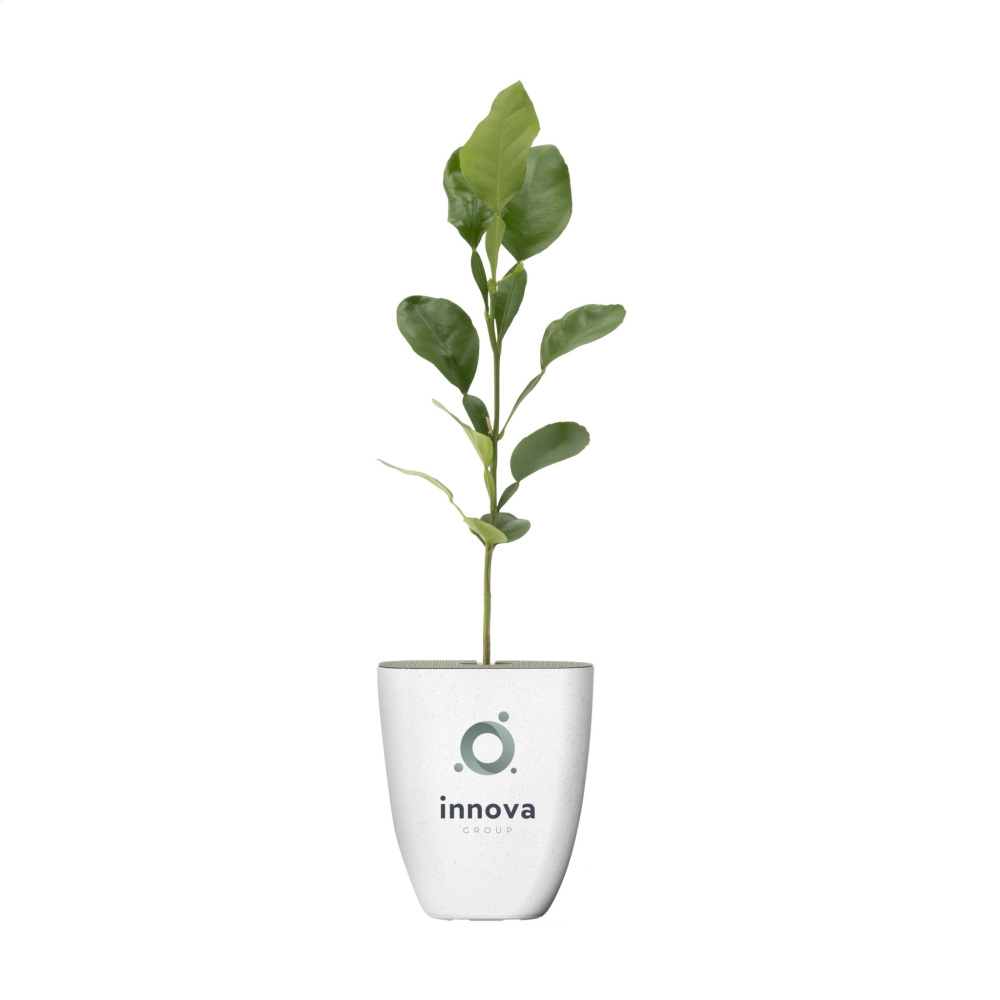 Logo trade reklaamkingitused foto: Treemore Letterbox Trees Kaffir Lemon
